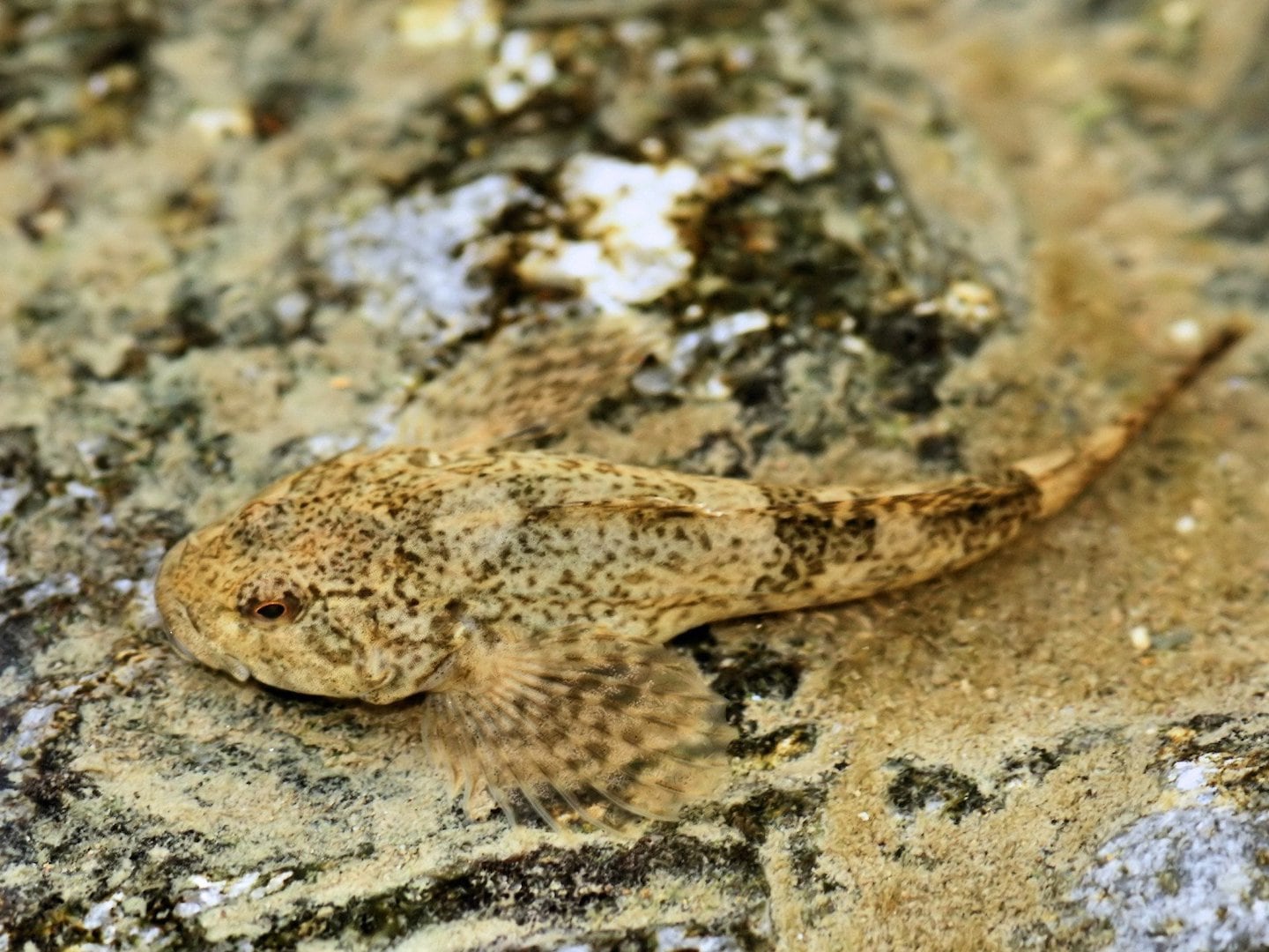 Bullhead (Cottus gobio)