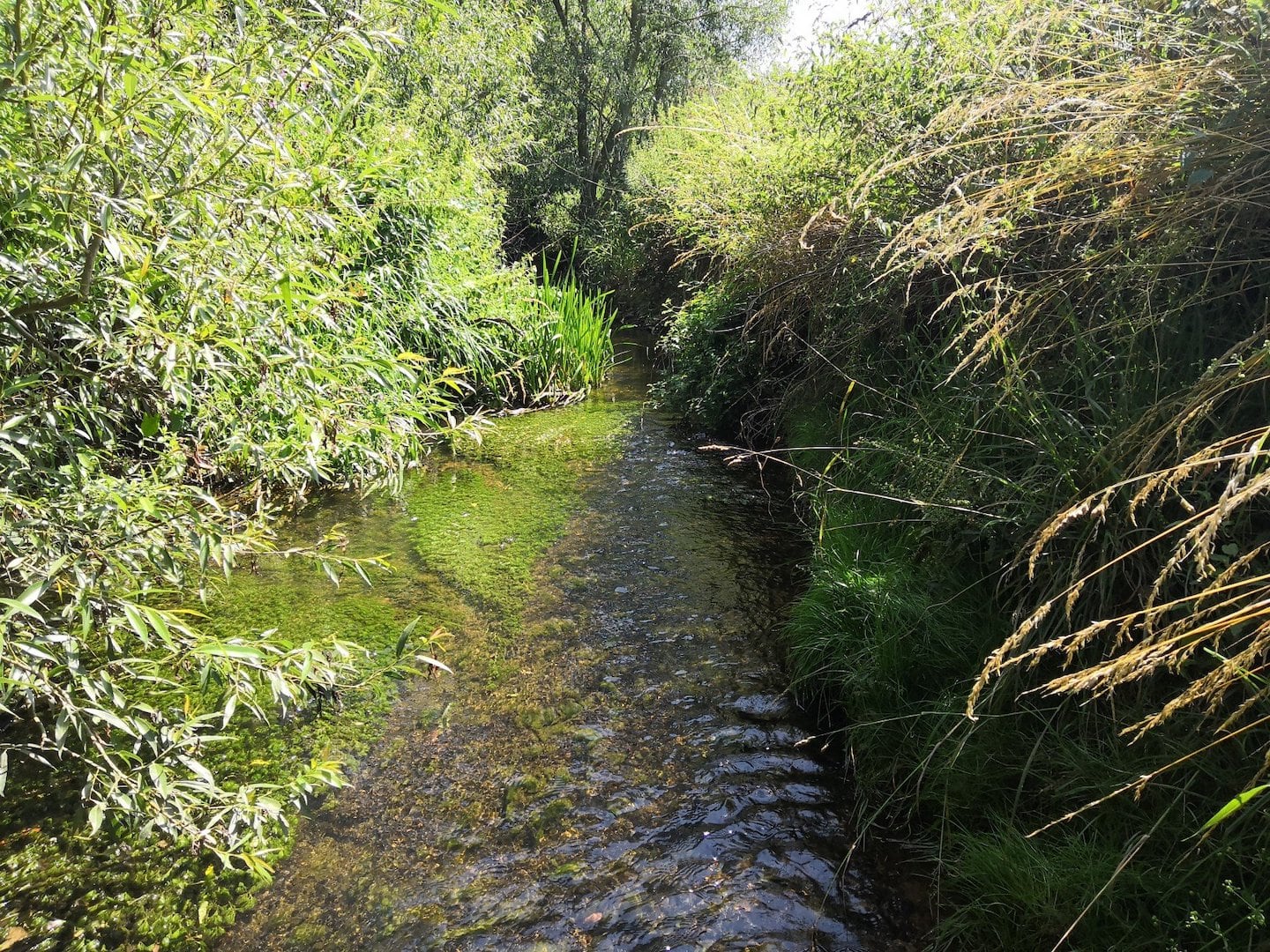 River Mease