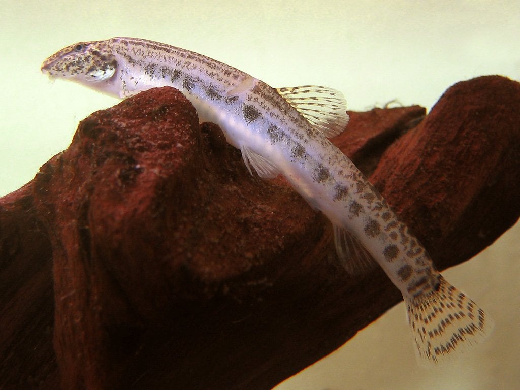 Spined Loach (Cobitis Taenia)