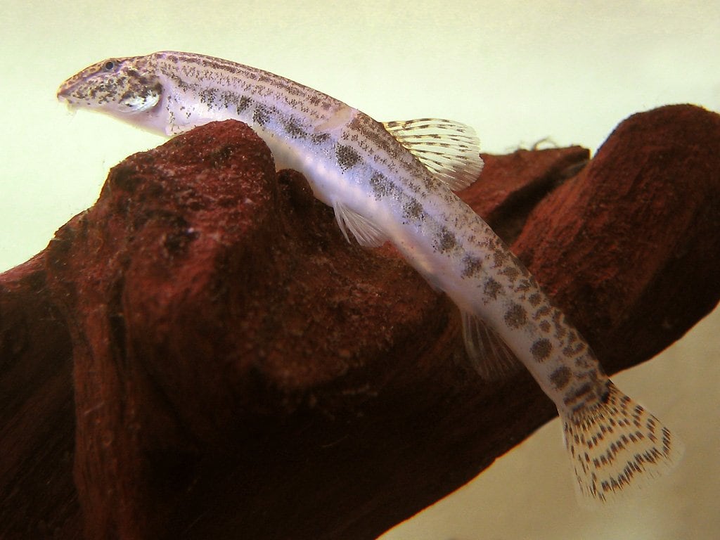 Spined Loach