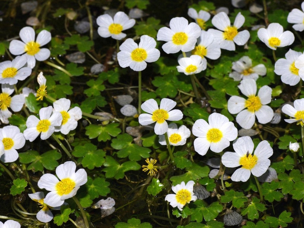 Water Crowfoot