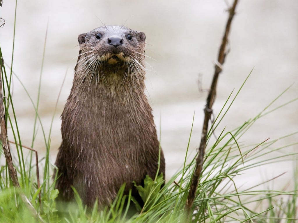 Otter (Lutra lutra)