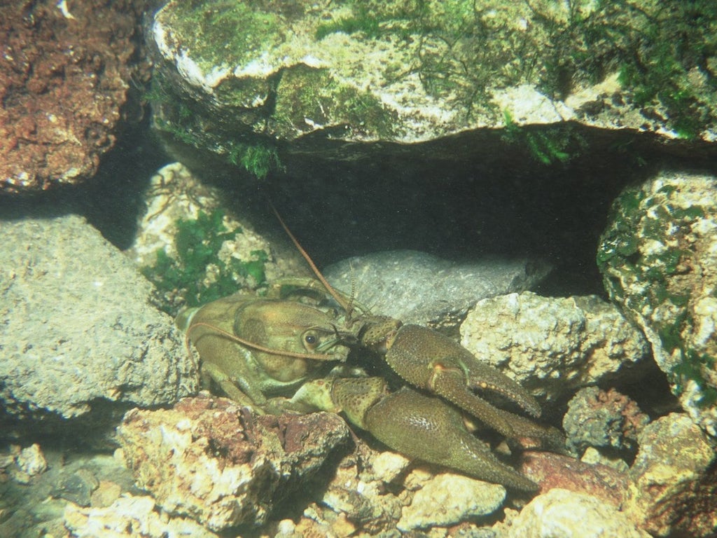 White Clawed Crayfish (Austropotamobius pallipes)